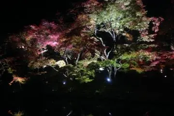 Spotlit autumn leaves